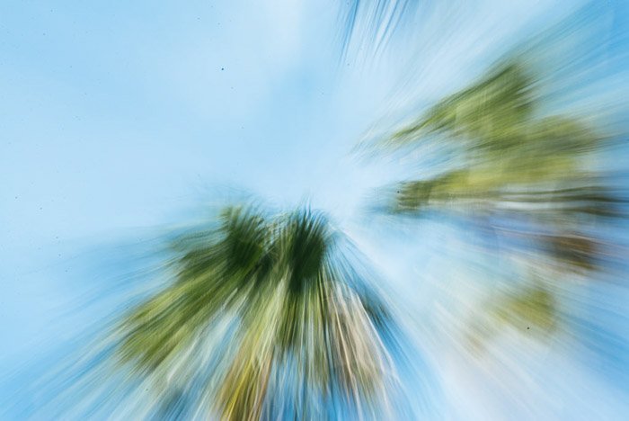 A blurry shot of palm trees shot with a telephoto lens on zoom burst mode