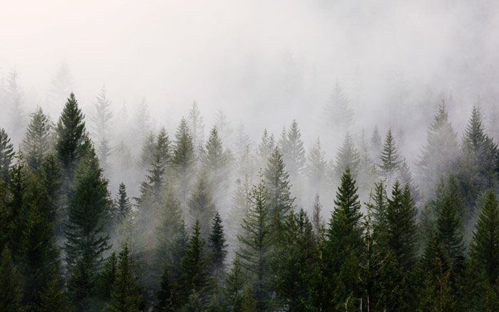 Mist over a forest of trees shot with a telephoto lens
