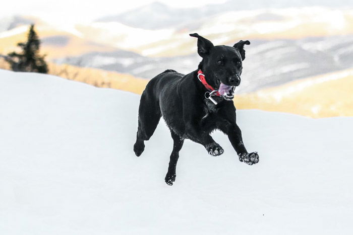 A black dog running through the snow shot with a telephoto lens