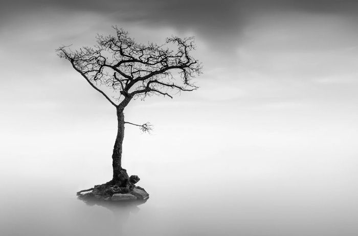 black and white photo of a tree in a lake