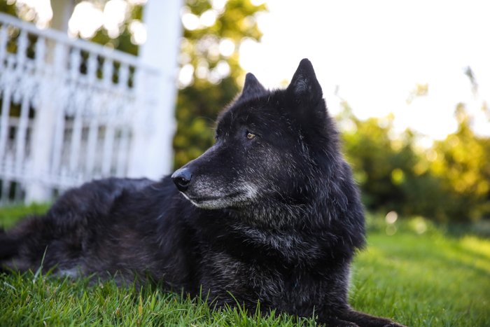 Pet portrait of a large black dog sitting outdoors - photography laws