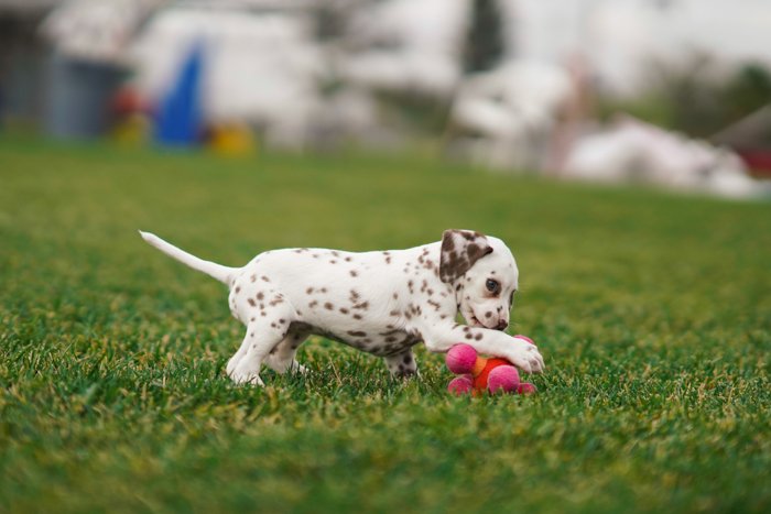 A sweet pet portrait of a small Dalmatian puppy playing outdoors - photography laws