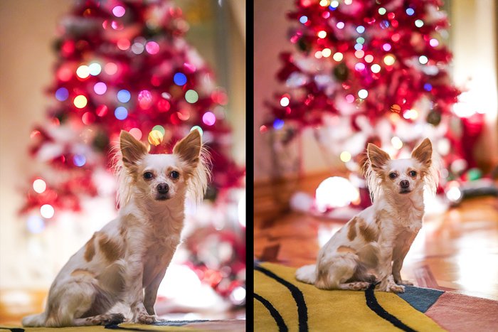Cute pet portrait of a small whit and brown dog sitting in front of a pink Christmas tree - photography laws