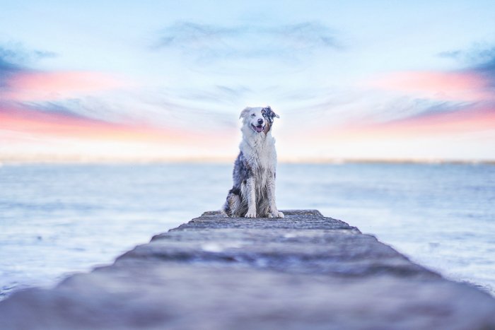 A sweet pet portrait of a brown and white dog sitting on a wooden pier at evening - photography laws