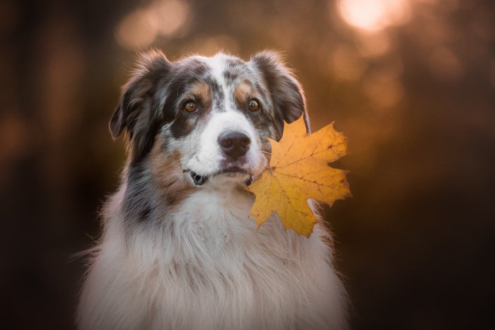 A dog holding an autumn leaf in its mouth taken with backlight and a bokeh blurry background