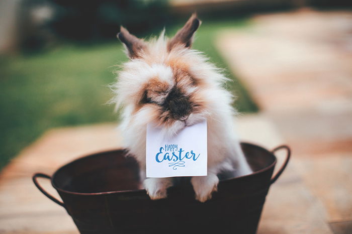 Adorable pet portrait of a fluffy bunny with a sign reading 'happy easter' in its mouth 