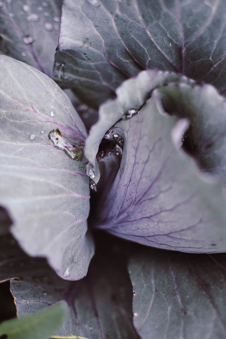 A close up of purple cabbage - food photography examples