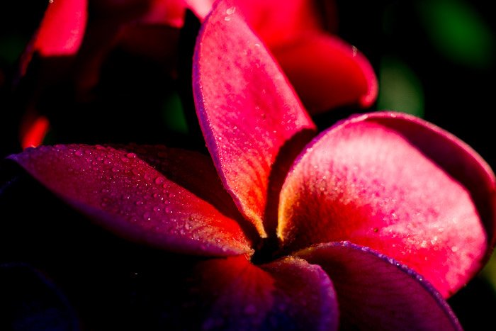 An underexposed photo of a frangipani flower
