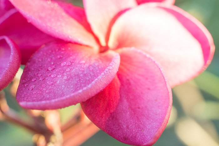 An overexposed photo of a frangipani flower