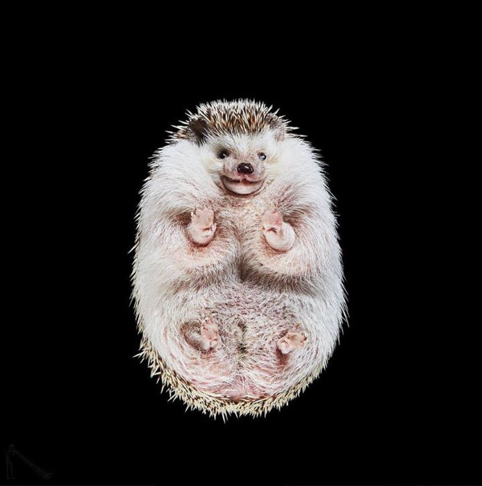 Amazing animal photography shot of a hedgehog on black background by Underlook 