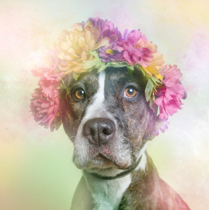 A dreamy pet portrait of a pit bulls dressed in floral designs by Sophie Gamand