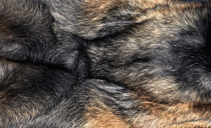 A close up photo of dogs fur by Shaina Fishman Photography 