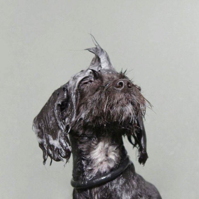 A cute grey dog with wet hair against a grey background by Sophie Gamand 