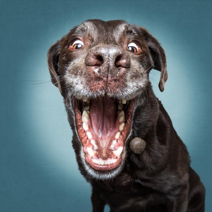 A humorous dog photography portrait by Christian Vieler Photography 