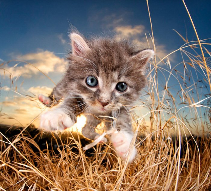 A cute kitten jumping towards the camera by Seth Casteel 
