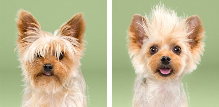 Cute diptych of a small dogs before and after make up by Grace Chon Photography. Best pet photography ideas