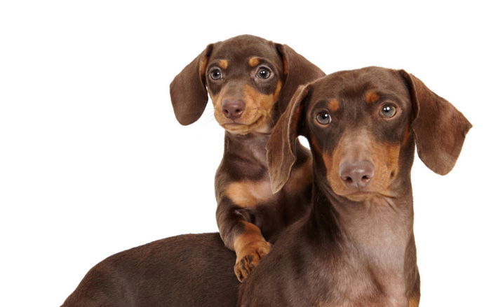 Adorable pet portrait of a brown dog with a puppy on its back by Shaina Fishman Photography. 