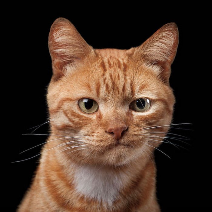 Funny cat photography portrait of a ginger cat against black background