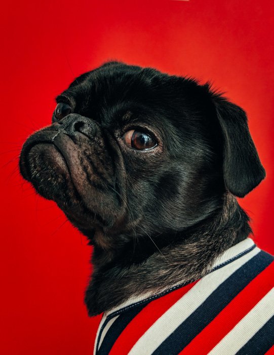 A cute black dog in a stripy jumper against red background