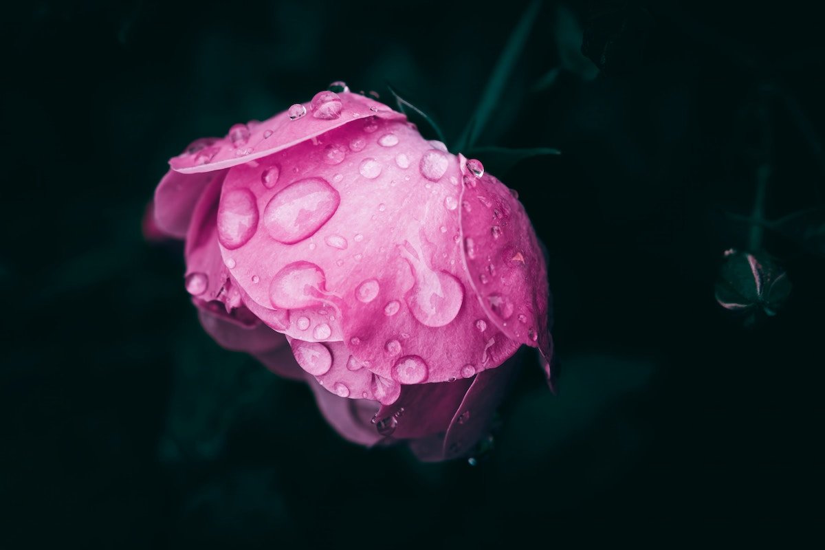 Close-up of a pink flower with water droplets on a dark background