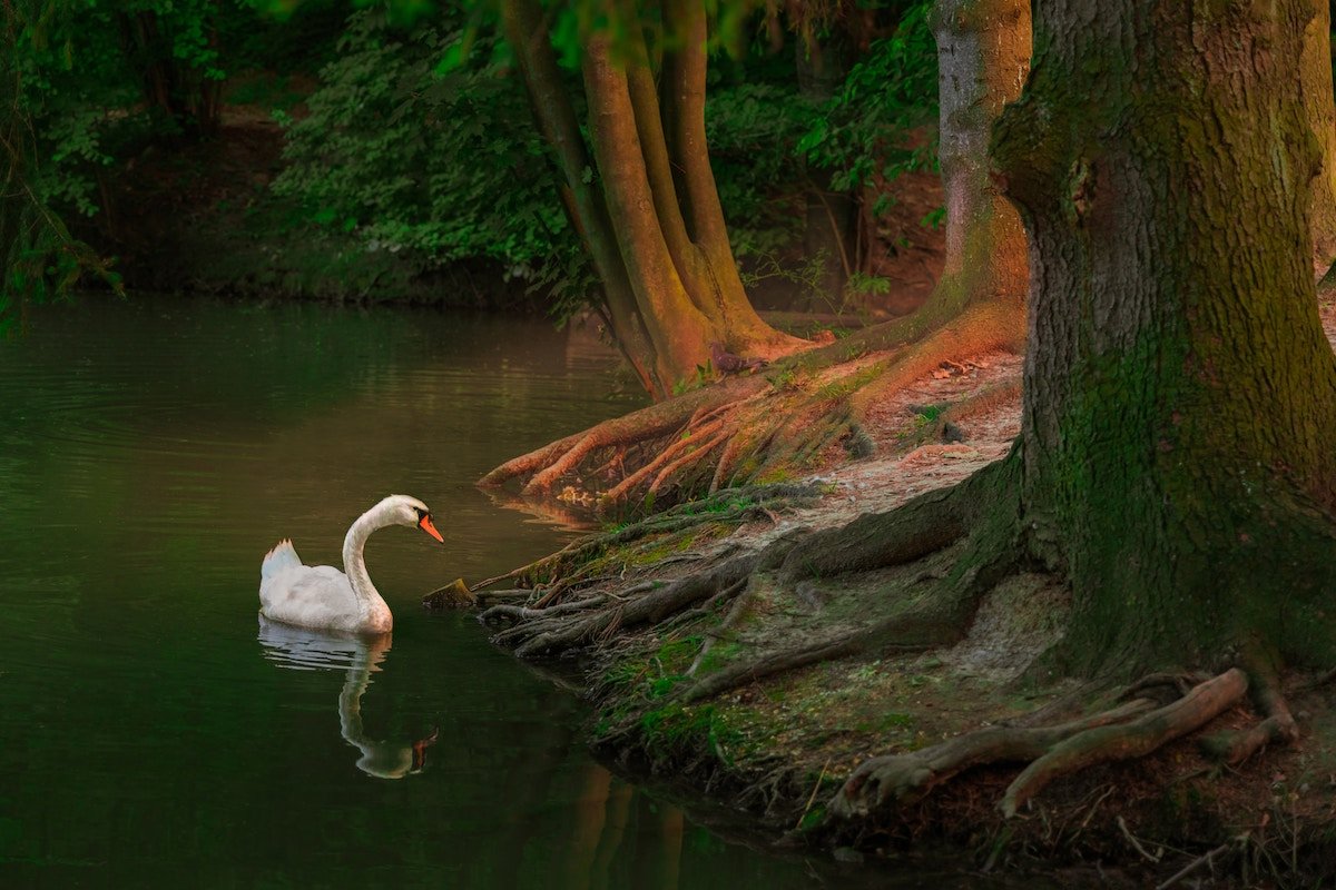 A swan swimming to shore on a forest lake