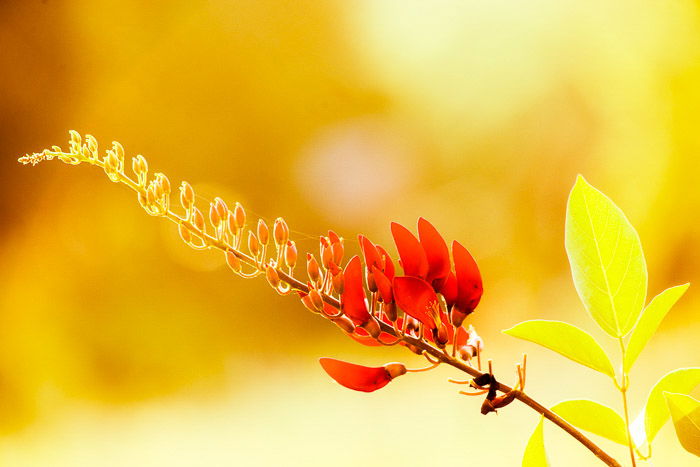 A photo of red flowers against a blurry yellow background - shallow vs deep depth of field