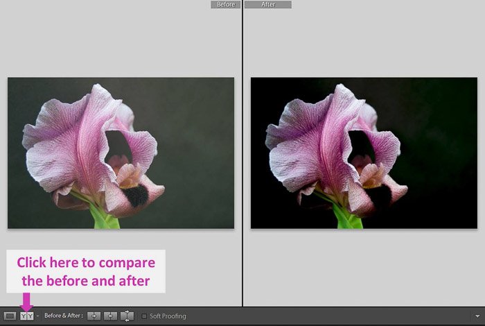 A screenshot showing how to use Lightroom's Shadows and Black Sliders for Better Control - before and after photo of a pink flower