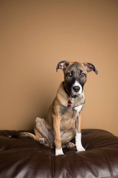 A studio portrait of a dog on a leather couch - photography studio equipment 