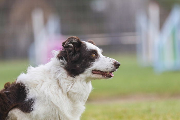 Pet portrait of a dog outdoors, shot with the Sigma 70-200mm f/2.8 DG OS HSM