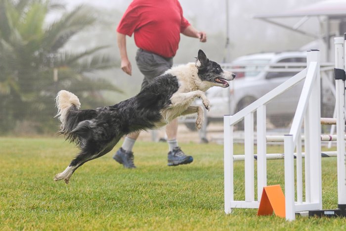 Action shot of a dog jumping over an agility jump, shot with the Sigma 70-200mm f/2.8 DG OS HSM