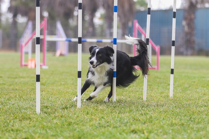 Action shot of a dog jumping over an agility jump, shot with the Sigma 70-200mm f/2.8 DG OS HSM
