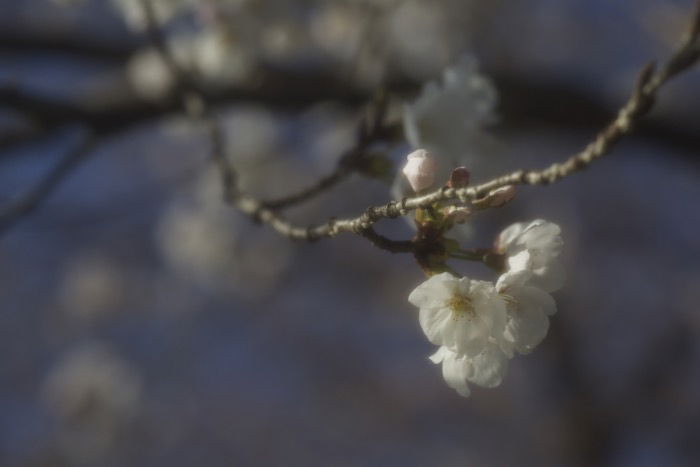 Artistic blurry image of cherry blossoms on a tree - soft focus photography