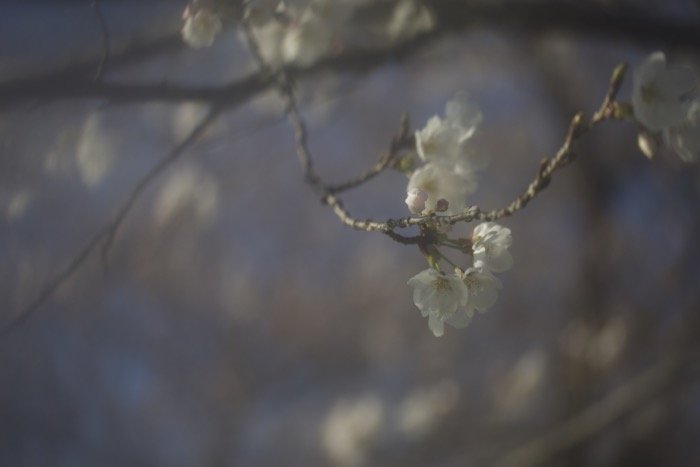 Artistic blurry image of cherry blossoms on a tree - soft focus photography
