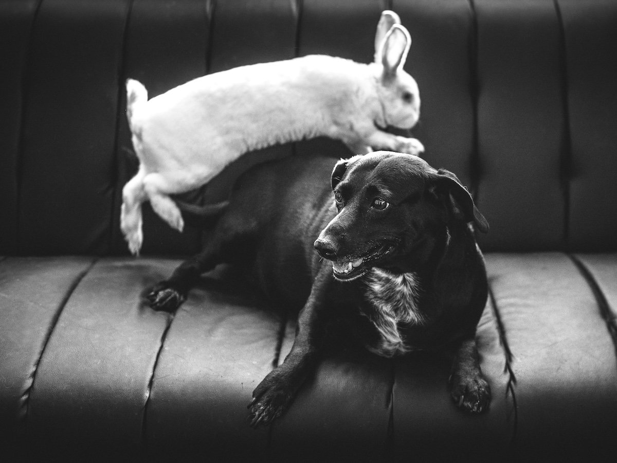 A black-and-white picture of a white bunny jumping over a black dog on a couch as an example of Easter picture ideas