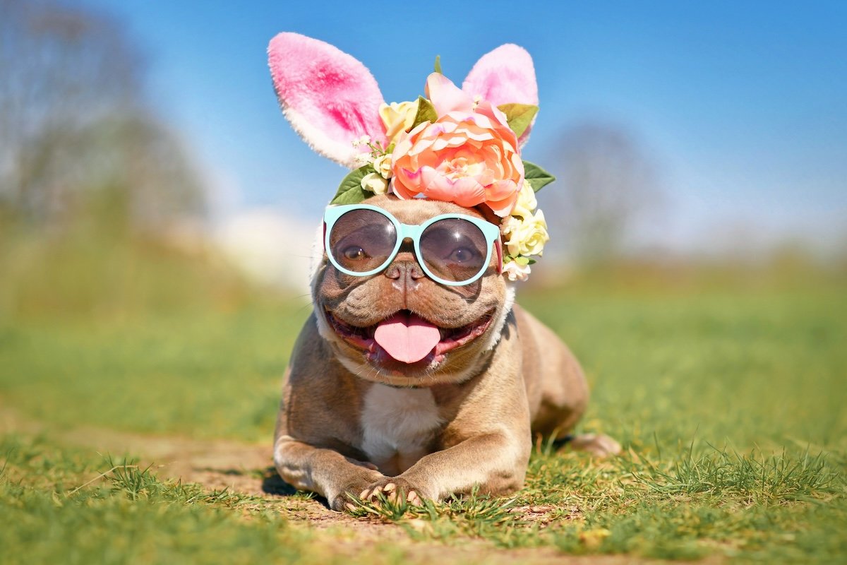 A funny picture of a French bulldog dressed in sunglasses, bunny ears, and flowers on its head as an example for Easter picture ideas