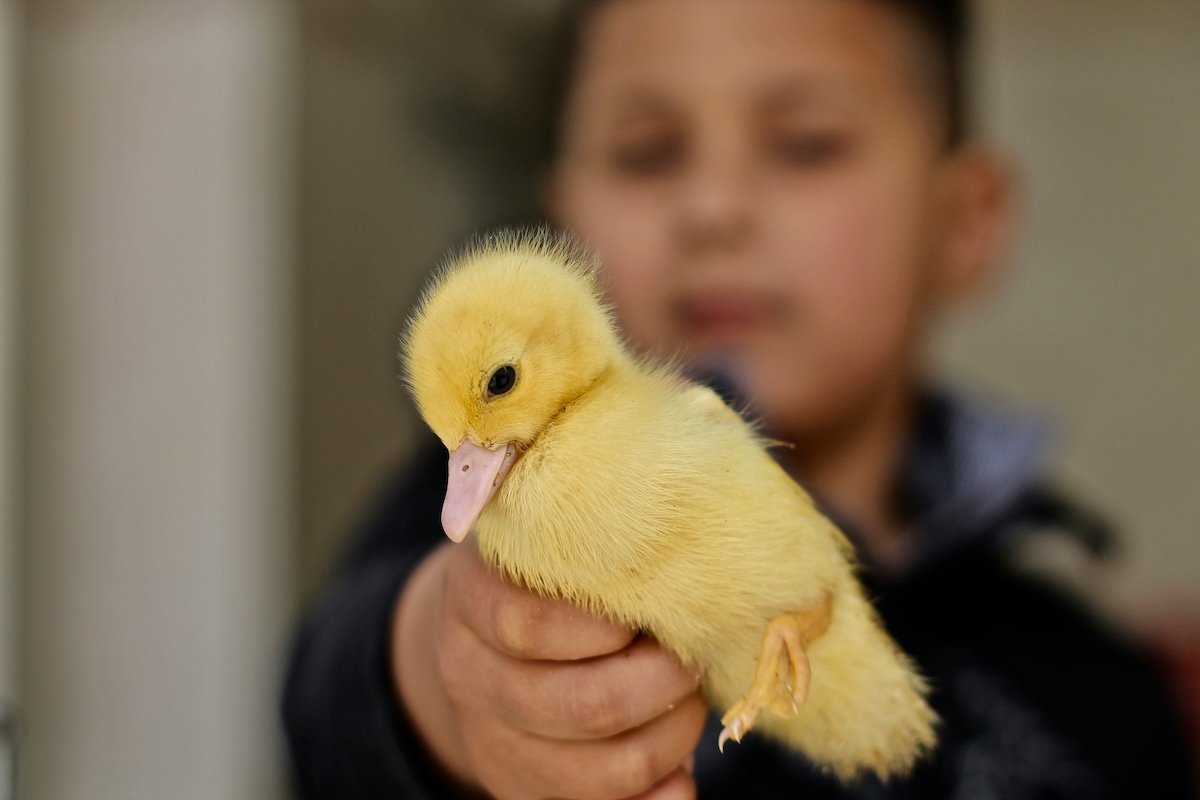 A photography portrait of a young boy holding a yellow duckling up as an example of Easter picture ideas