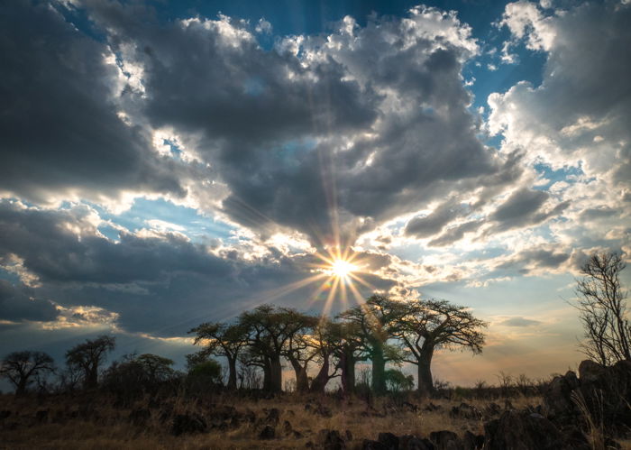 How to Capture Stunning Safari Photography on Your Next Trip - 79