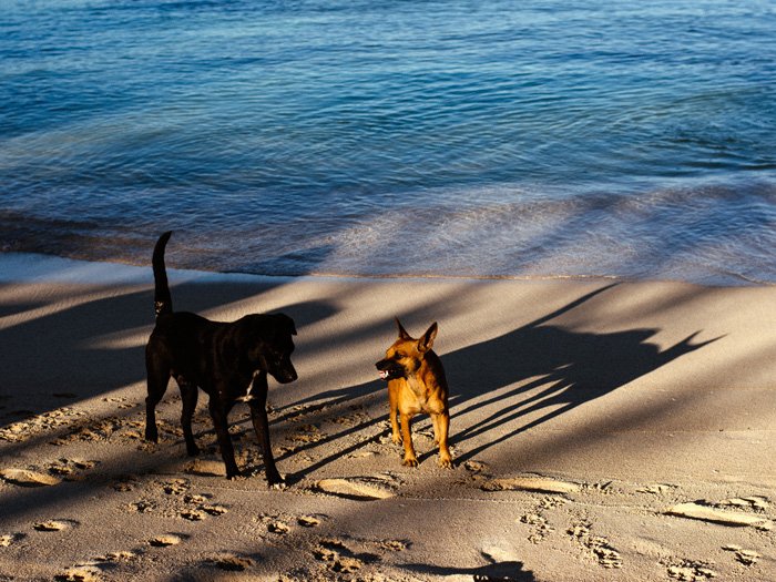 Two dogs playing on a beach 