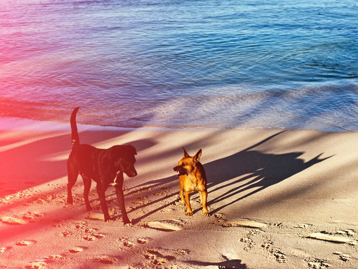 A pet portrait of two dogs on the beach with creative light leaks