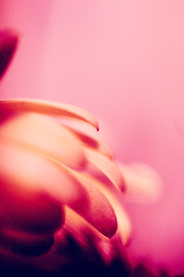 Atmospheric macro abstract photography of flower petals against a pink background