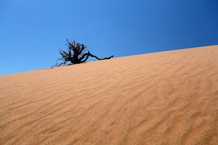 A minimalist landscape photography sot featuring a lone tree in a desert under a clear blue sky