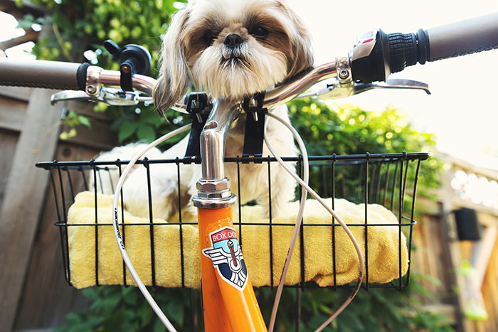 Humorous smartphone pet portrait of a cute dog resting in a bicycle basket 