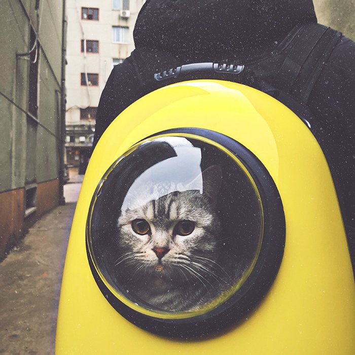 Humorous pet portrait of a cute cat inside a spacesuit - smartphone pet photography tips