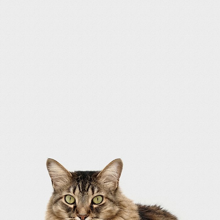 A smartphone pet photo of a tabby cat against white background