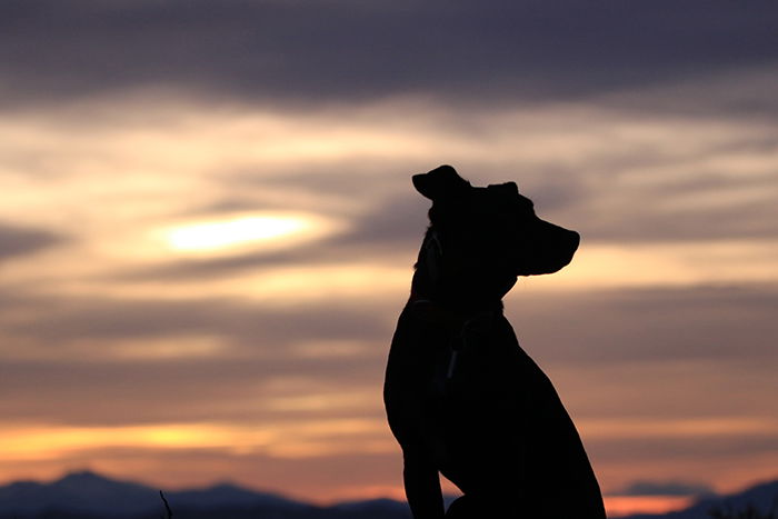 smartphone pet photography of the silhouette of a dog against a glorious sunset 