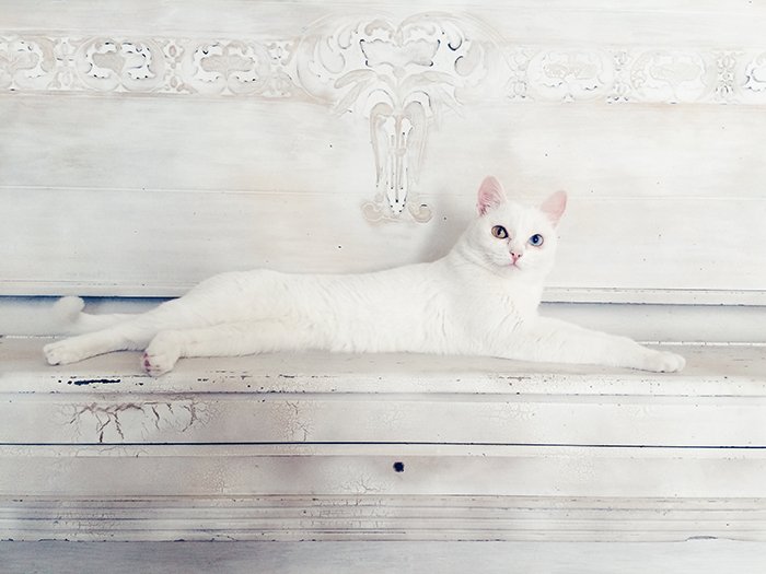 Stunning smartphone pet portrait of a white cat resting against a white background