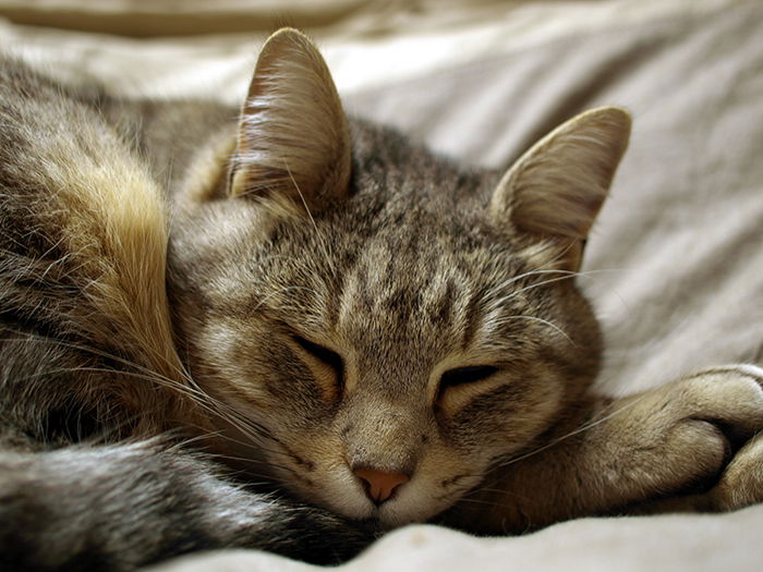 A sweet pet portrait of a tabby cat taken with a smartphone