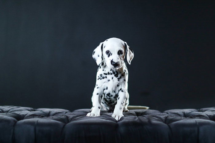 Adorable studio pet portrait of a dalmation puppy against a black background - photography studio lights 