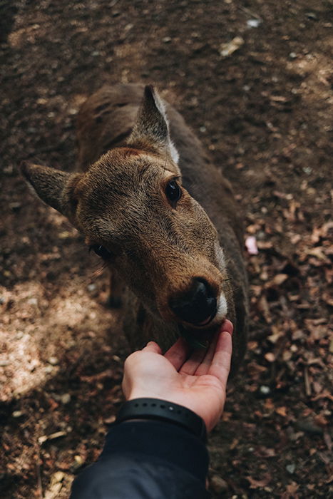 An adorable photo of a person petting a deer in Nara Park - Japan photography tips