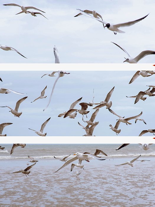 A triptych photography example featuring an image of seagulls flying cut into different parts